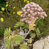 Aeonium lancerrotense Mozaga, Lanzarote JLcoll.080